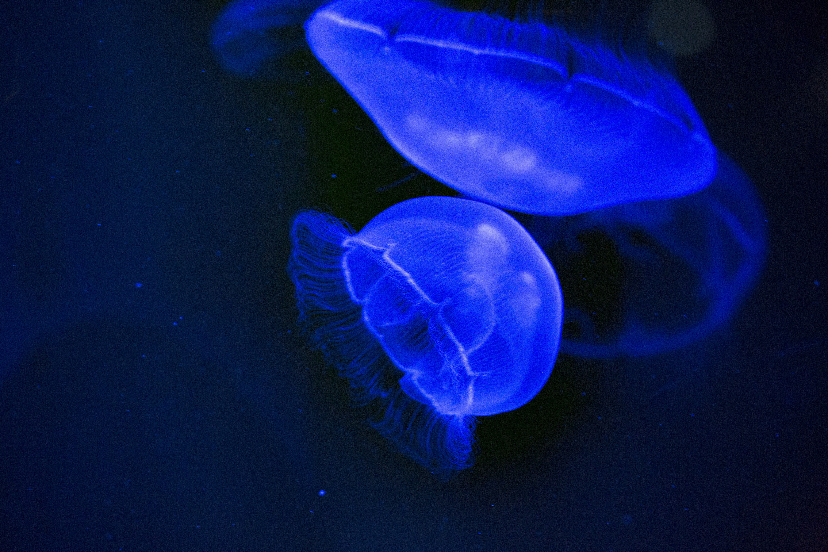 Audubon Aquarium of the Americas